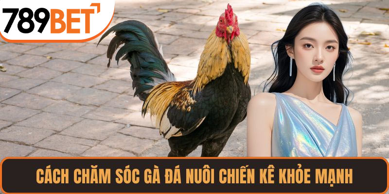Cách Chăm Sóc Gà Đá Khỏe Mạnh