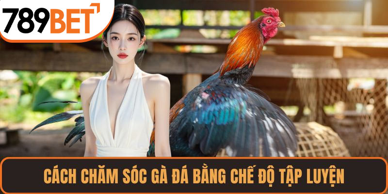 Cách chăm sóc gà đá bằng chế độ tập luyện